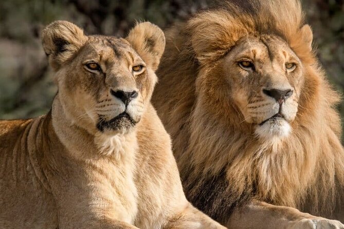 Aquila Reserve Safari with Lunch and Wine Tasting - Pickup, Start Time, and How the 8 Hours Really Works