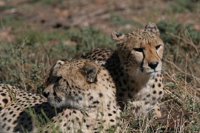Aquila Safari Game Drive, Lunch & Shared Transfers from Cape Town - Cape Town to Aquila Private Game Reserve, the “Big Five” day that fits in one working day