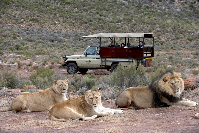 Aquila Safari Game Drive, Lunch & Shared Transfers from Cape Town - Morning pick-up in Cape Town and the 2-hour N1 drive you don’t have to endure in silence