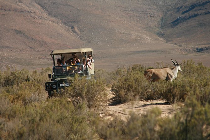 Aquila Safari Game Drive, Lunch & Shared Transfers from Cape Town - The 2 to 3 hour safari drive, open truck options, and what to look for without forcing it
