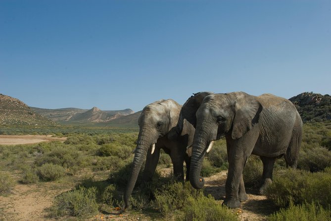 Aquila Safari Game Drive, Lunch & Shared Transfers from Cape Town - Fairview Winery wine and cheese tasting, a calmer ending after a long day