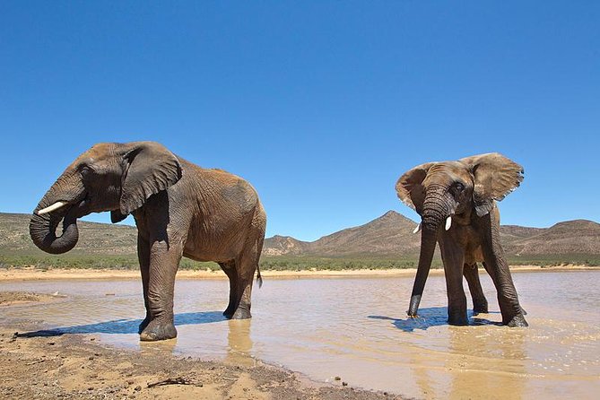 Aquila Safari Game Drive, Lunch & Shared Transfers from Cape Town - Group size, comfort, and practical packing for a one-day safari