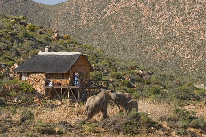 Aquila Safari Game Drive, Lunch & Shared Transfers from Cape Town - Price and value at about $258.89 per person, what you’re paying for