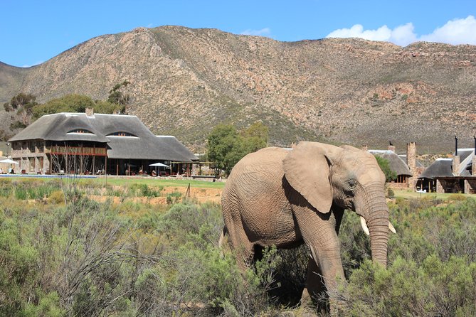 Aquila Safari Game Drive, Lunch & Shared Transfers from Cape Town - Should you book this Aquila Safari from Cape Town?