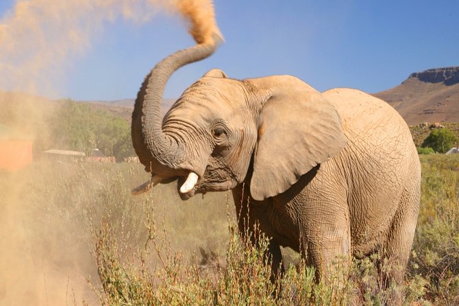 Aquilla BIG5 private Safari Cape Town - Key highlights to know before you go