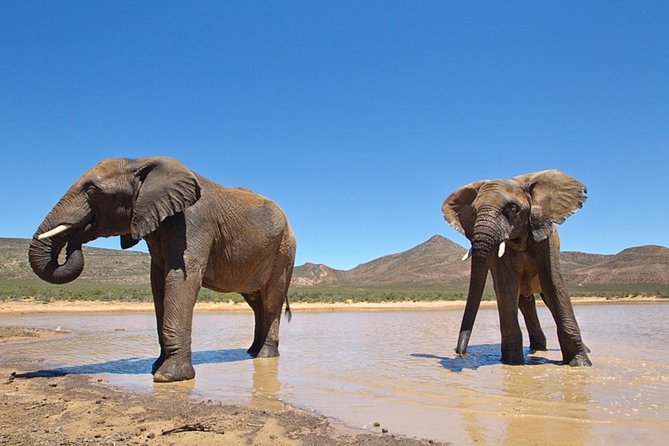 Aquilla BIG5 private Safari Cape Town - Aquila Safari From Cape Town: The practical reason to choose this