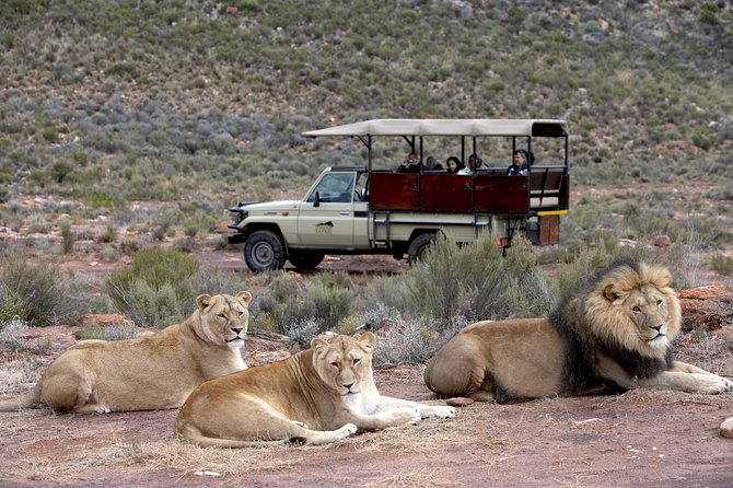 Aquilla BIG5 private Safari Cape Town - Touws River half-day safari: lunch plus 4x4 wildlife time