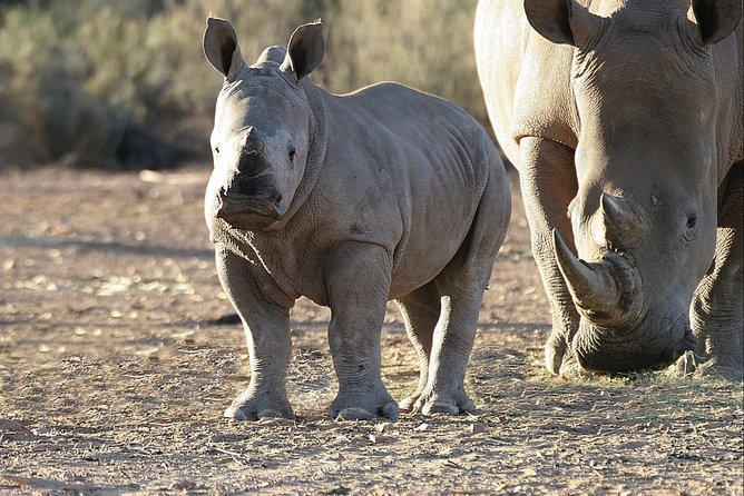 Aquilla BIG5 private Safari Cape Town - Big5 safari expectations: how to set your mind correctly