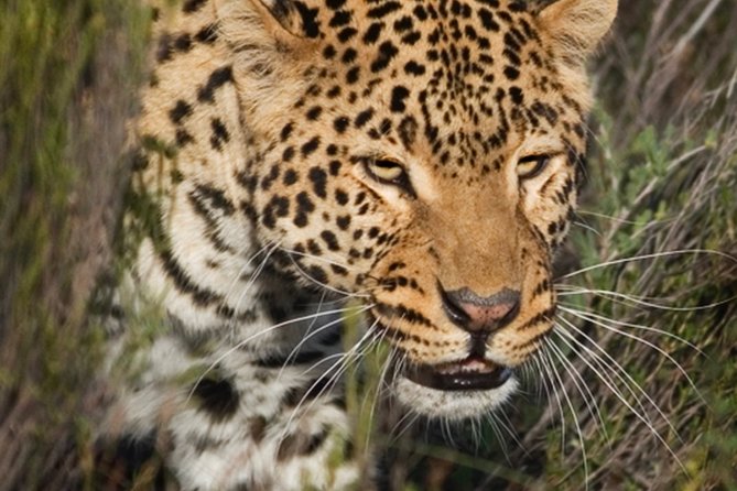 Aquilla BIG5 private Safari Cape Town - Price and value: what $231.26 covers and when it feels fair