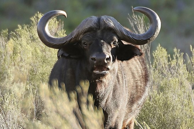 Aquilla BIG5 private Safari Cape Town - Getting to the reserve: timing, meeting point, and how the day flows