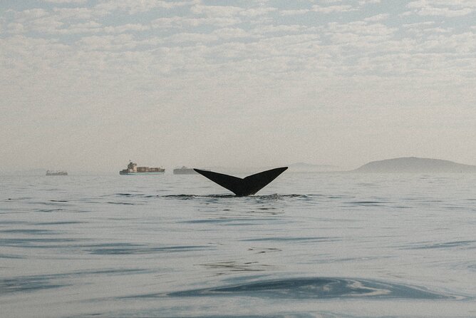 Atlantic Outlook Kayak Tour Cape Town - How Safe and Comfortable This Feels for First-Timers