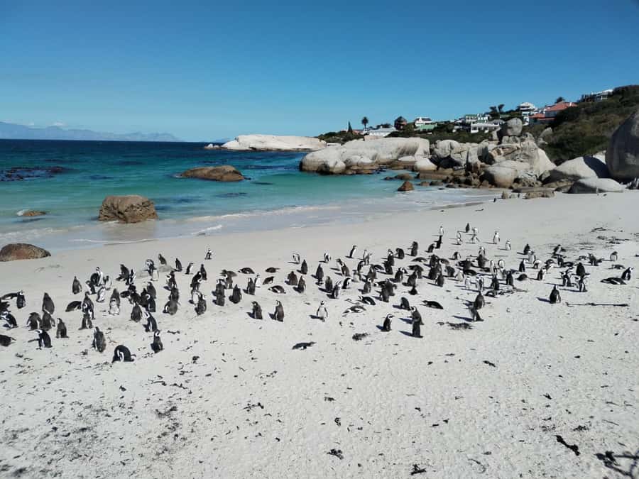 Beach Day at Boulder's Beach & Penguin watching, Half Day - A 5-Hour Coast Loop That Feels Like Two Tours in One