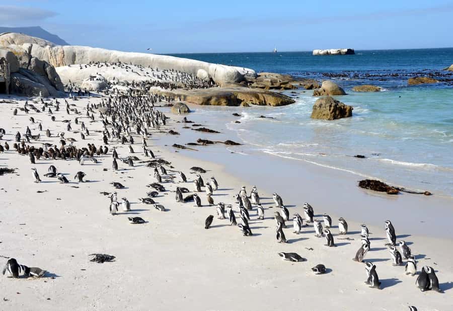Beach Day at Boulder's Beach & Penguin watching, Half Day - Boulders Beach Penguin Colony: Close-Up African Penguins and a Real Beach Day