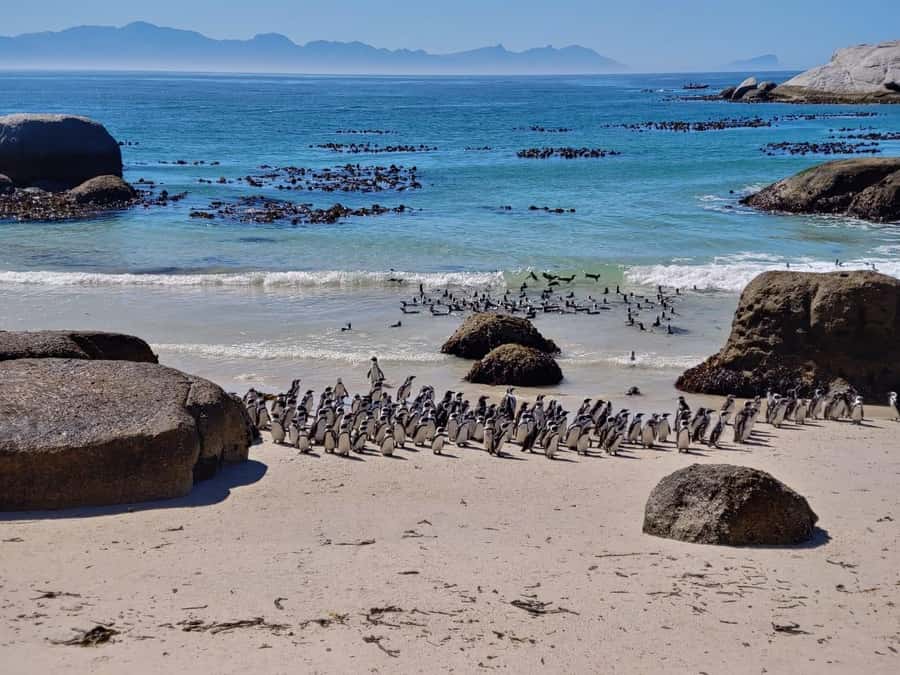 Beach Day at Boulder's Beach & Penguin watching, Half Day - Pickup, Timing, and How to Plan Your Day