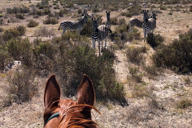 Beach Horse Ride in Yzerfontein, Western Cape - Planning your Cape Town day trip: travel time and real-world pacing