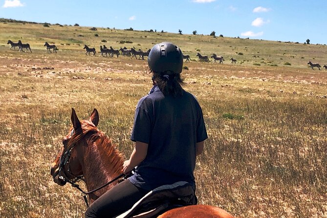 Beach Horse Ride in Yzerfontein, Western Cape - Who should book this horseback beach safari, and who should think twice