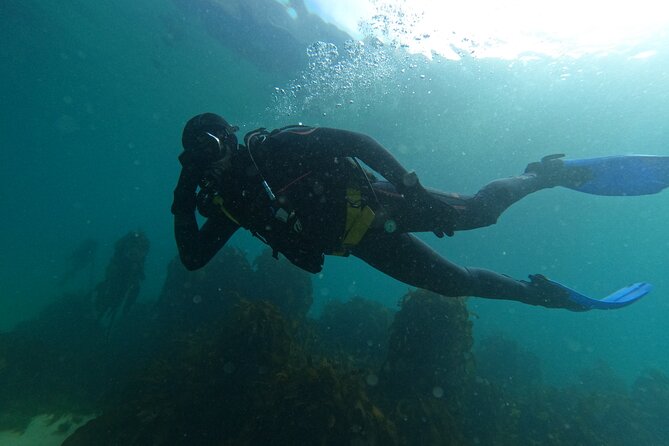 Beginner Scuba Diving Experience in Simonstown. - Simon’s Town Makes a Perfect First Scuba Experience