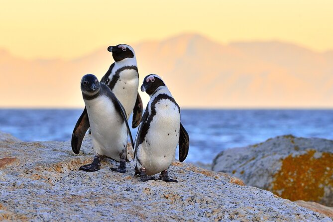 Best of Cape Town Full-Day Private Tour with Table Mountain - Bo-Kaap photos and Table Mountain cable car planning