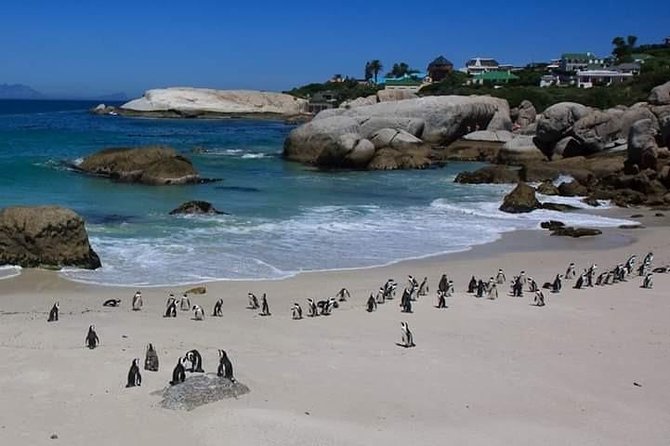 Best Of The Cape 8 Hour Private Tour - Chapman’s Peak Drive: The Photo Stop That Sets The Tone