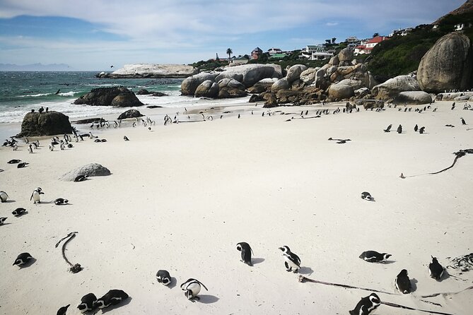 Best of the Cape Full Day Private Tour - Morning Views: Camps Bay, Chapmans Peak, and Noordhoek Coffee Time