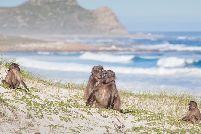 Best of The Cape Full Day Private Tour with Table Mountain - Camps Bay and Clifton Drives: Beach Promenade Photos With Context