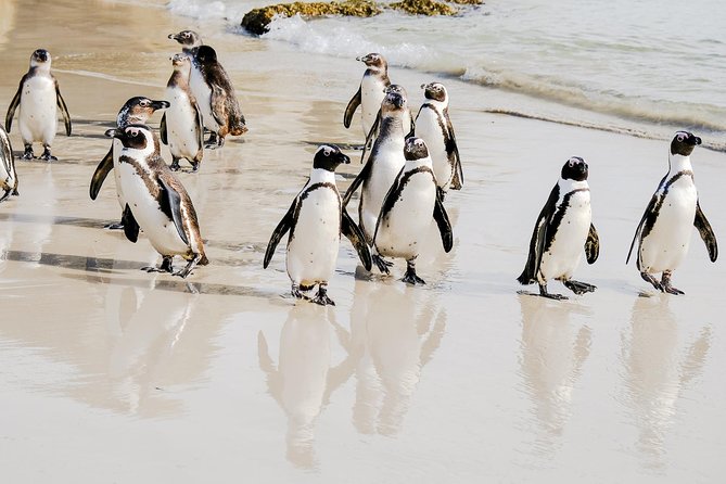 Best of the Cape Peninsula Private Tour - Kalk Bay and Simon’s Town, Quick Stops That Set the Tone