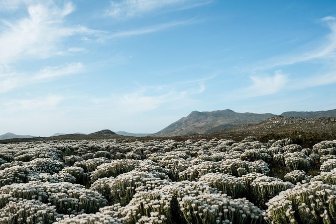 Best of the Cape Peninsula Private Tour - Cape of Good Hope Wildlife: What to Watch For