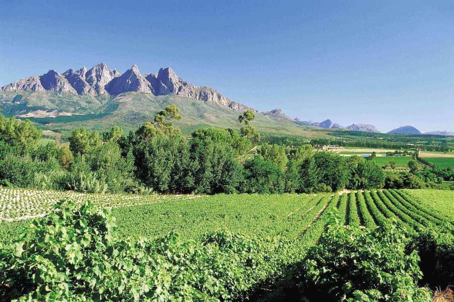 Best of the Cape Peninsula & Wine Route with Wine Tasting - Key Highlights You Should Know