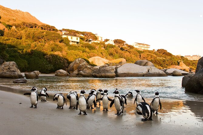 Best of the Cape Private full day tour - Seal Island by Boat: Cape Fur Seals in False Bay (About 1 Hour)