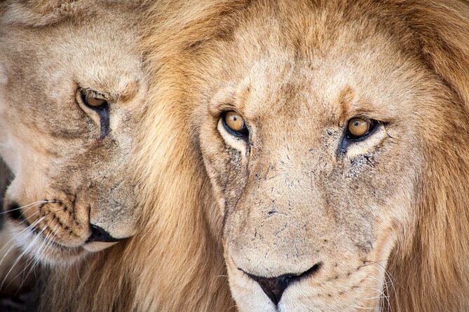 Big 5 Aquila Safari Full Day Tour and Lunch - Key things to know before you go