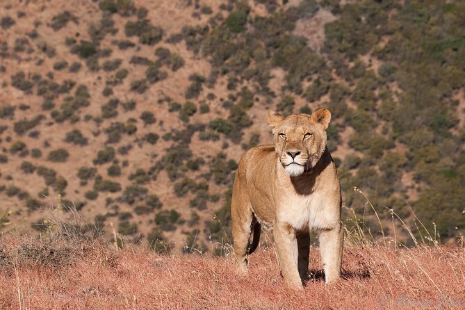 Big 5 Aquila Safari Full Day Tour and Lunch - Transportation, comfort, and the reality of a long Cape Town day