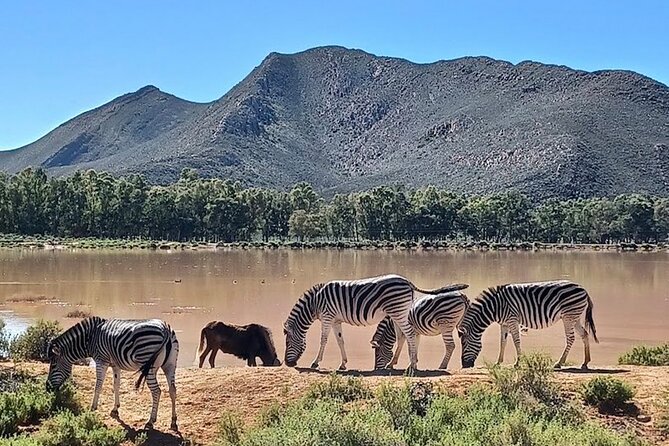 Big 5 Aquila Safari Full Day Tour and Lunch - Price and value: what you are paying for, and what you still owe