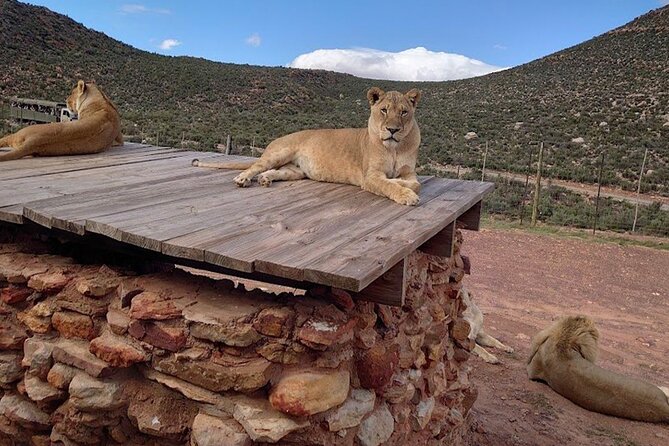 Big 5 Aquila Safari Full Day Tour and Lunch - Who should book this Big Five day tour, and who should skip it