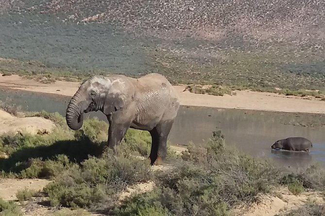 Big 5 Full Day Safari Aquila Lunch plus Breakfast From Cape Town - Key highlights you will feel on the day
