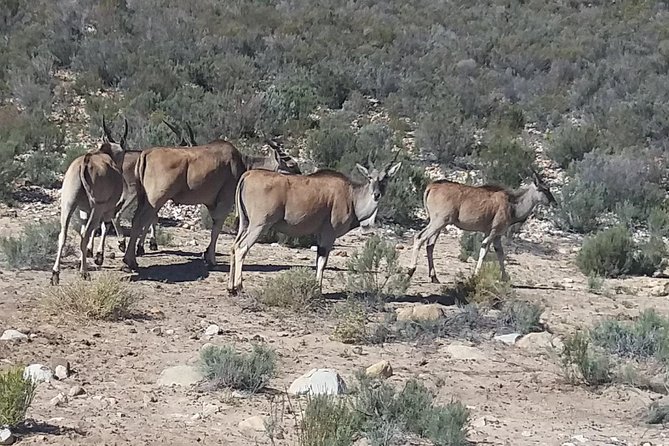 Big 5 Full Day Safari Aquila Lunch plus Breakfast From Cape Town - Breakfast at Aquila’s lodge, served in time for the morning safari