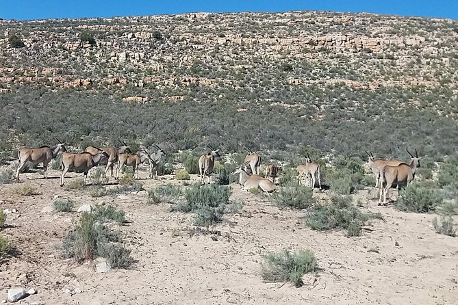 Big 5 Full Day Safari Aquila Lunch plus Breakfast From Cape Town - Lunch back on the reserve: fuel for the second half of your day