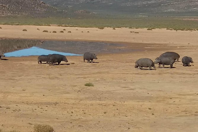 Big 5 Full Day Safari Aquila Lunch plus Breakfast From Cape Town - What you are paying for: the value behind $256.29 per person