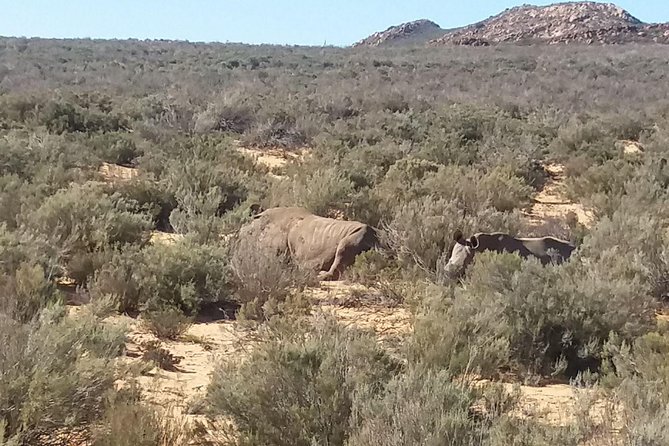 Big 5 Full Day Safari Aquila Lunch plus Breakfast From Cape Town - Start in Cape Town at the Silo Hotel pickup, and get moving early