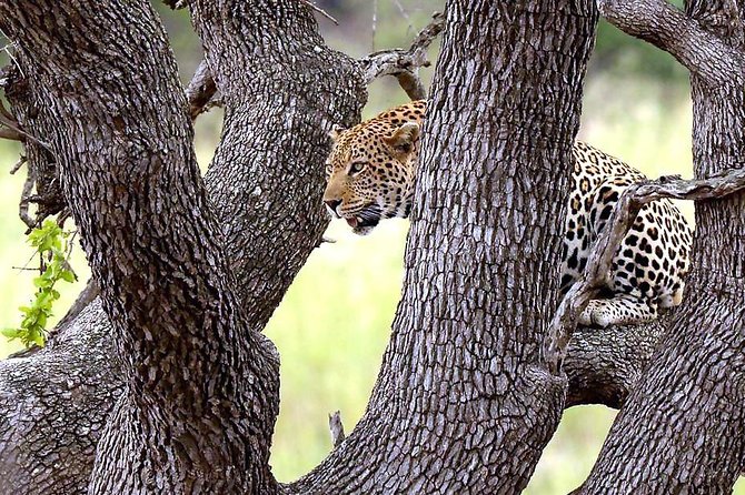 BIG 5 Kruger 3 Days Safari from Johannesburg - Kruger National Park in 3 days, with a clear Big Five plan