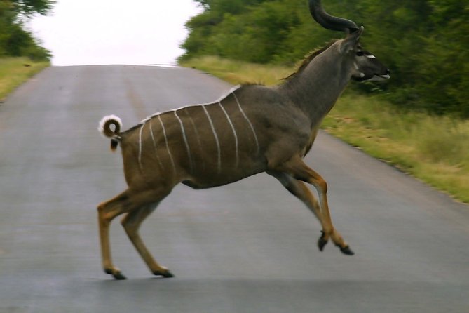 BIG 5 Kruger 3 Days Safari from Johannesburg - Day 1: the first safari hours in Kruger, then Skukuza Camp for lunch