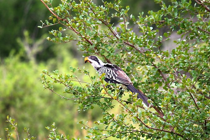 BIG 5 Kruger 3 Days Safari from Johannesburg - Day 2: dawn departures, a waterhole stop, and the long hunt until late afternoon