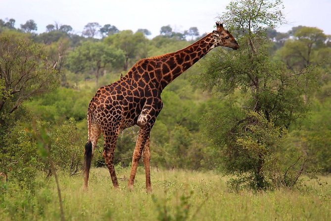 BIG 5 Kruger 3 Days Safari from Johannesburg - The lodge base near Hazy View: what the overnight plan gets you