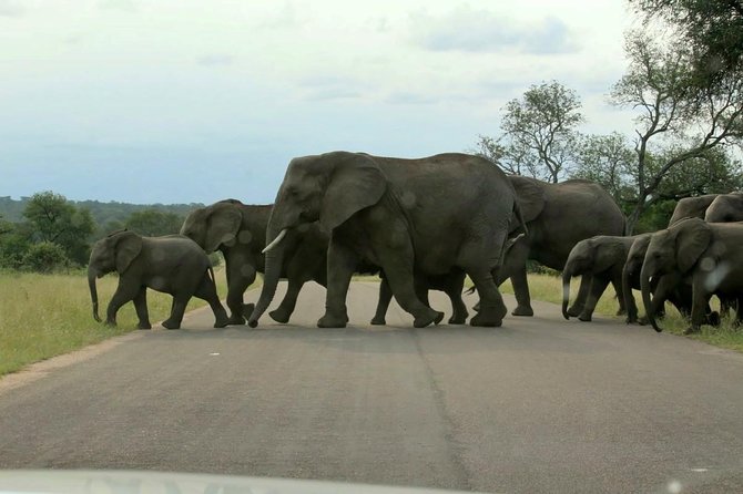 BIG 5 Kruger 3 Days Safari from Johannesburg - Group size and guide style: why a cap of 15 can help
