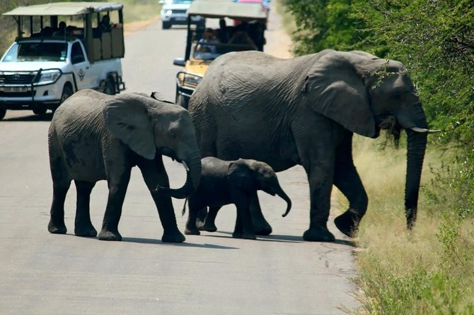 Big 5 Kruger National Park 2 Days Safari from Johannesburg - Big Five chances: what 2 days can realistically deliver