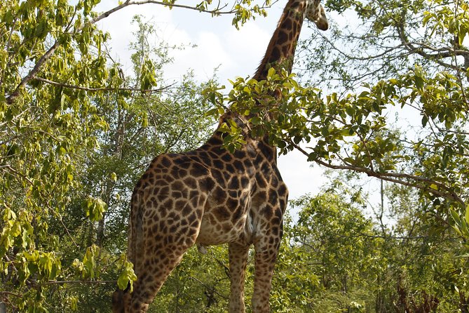 Big 5 Kruger National Park 2 Days Safari from Johannesburg - Your Hazy View lodge, and why the “basic” question comes up