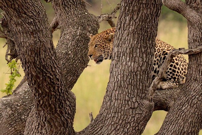 Big 5 Kruger National Park 2 Days Safari from Johannesburg - Transport, group size, and what the schedule feels like