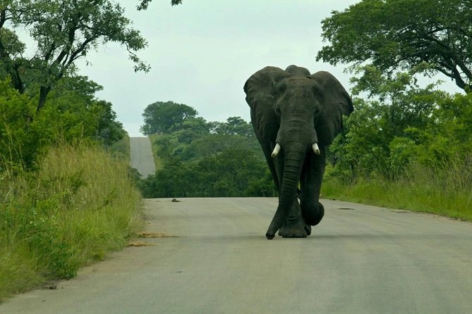 Big 5 Kruger National Park 2 Days Safari from Johannesburg - Price and value: what you are paying for in this 2-day package
