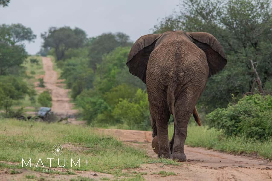 Big 5 Safari Am or Pm - Lions, Leopards, Elephants, Rhinos, Buffalo, and the Rest of the Story