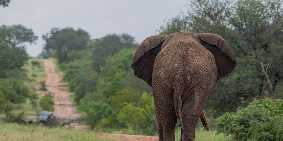 Big 5 Safari Am or Pm - What to Bring for a Smooth Open-Vehicle Safari