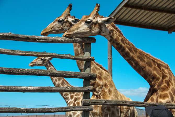 Big 5 Safari Aquila Full Day Private Return From Cape Town - Aquila arrival: welcome drink, ranger-led open-vehicle game drive